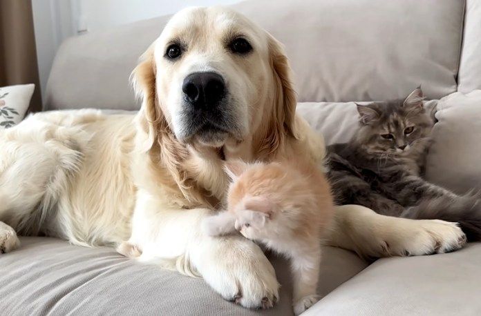 子猫が気になる犬