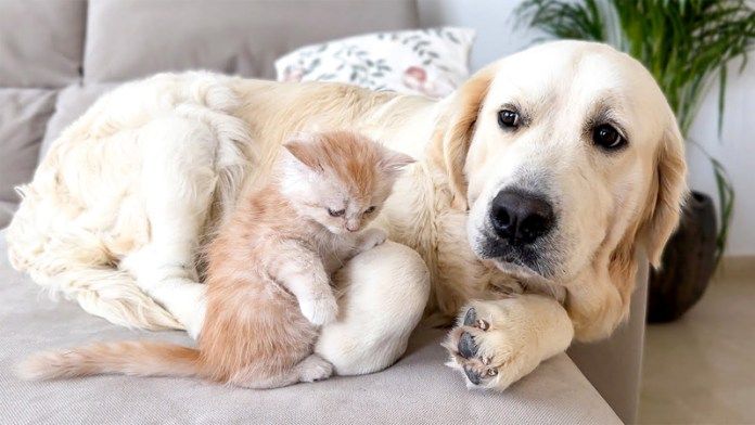 子猫が気になる犬