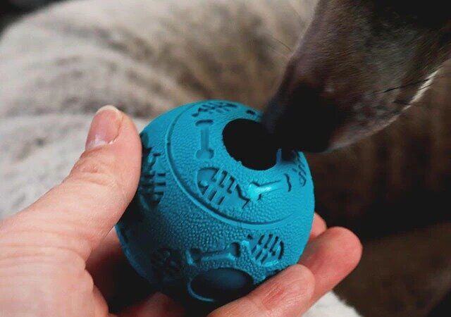 ダイソーの知育玩具のペット用おやつボール（コロコロ）