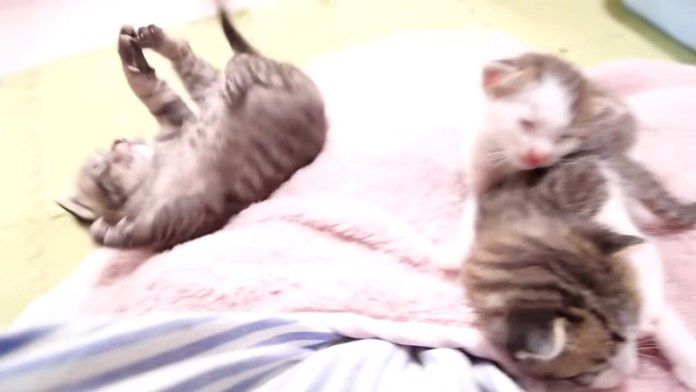 転げ落ちる子猫