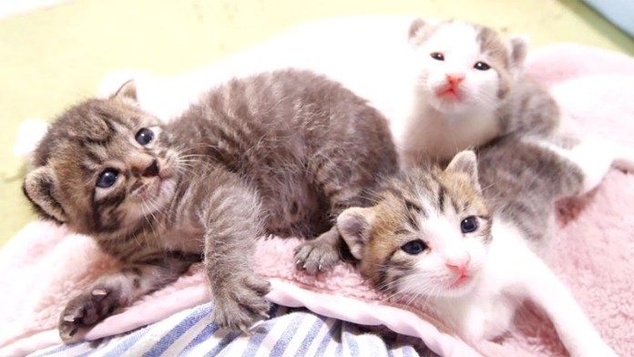 膝の上で甘える子猫達