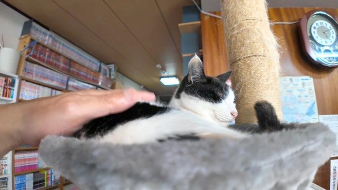 くつろぐ旅館猫