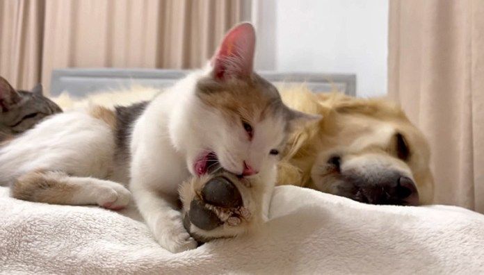 先住犬が大好きな子猫達