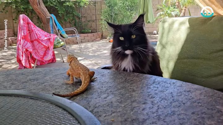 見つめ合う猫とフトアゴヒゲトカゲ、背中に乗られて猫は飛び退く