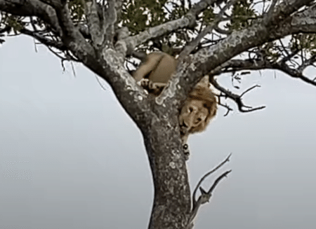 木に登ったライオン「怖くて降りられないよぉ」 慌てる姿が猫ちゃんっぽい！
