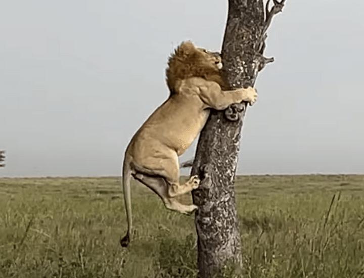 木に登ったライオン「怖くて降りられないよぉ」 慌てる姿が猫ちゃんっぽい！
