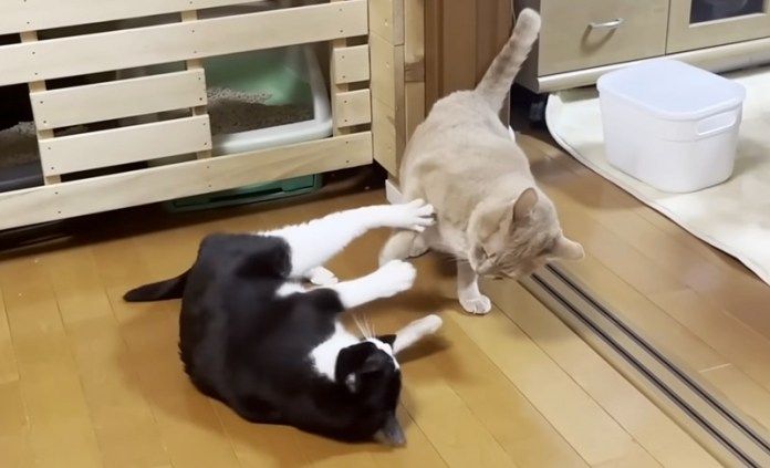 じゃれ合う猫達