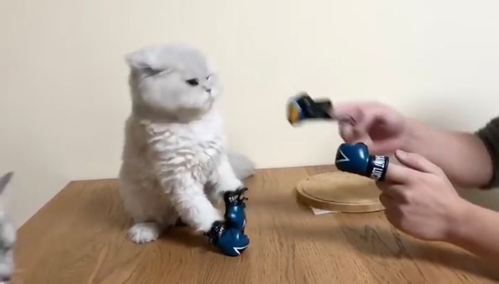 理不尽に理不尽で返すボクサー猫、傍らの猫は無慈悲に殴られ