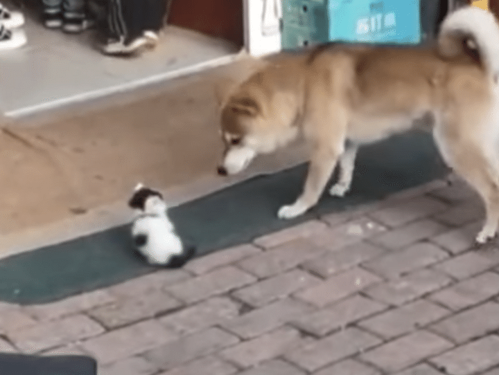 小さな子猫に犬が忍び寄って、ピンチ！