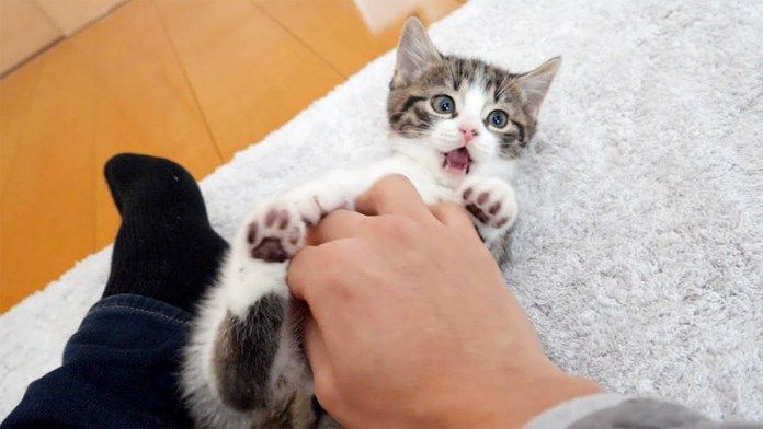 飼い主さんと遊ぶ子猫