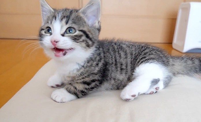 鳴く子猫