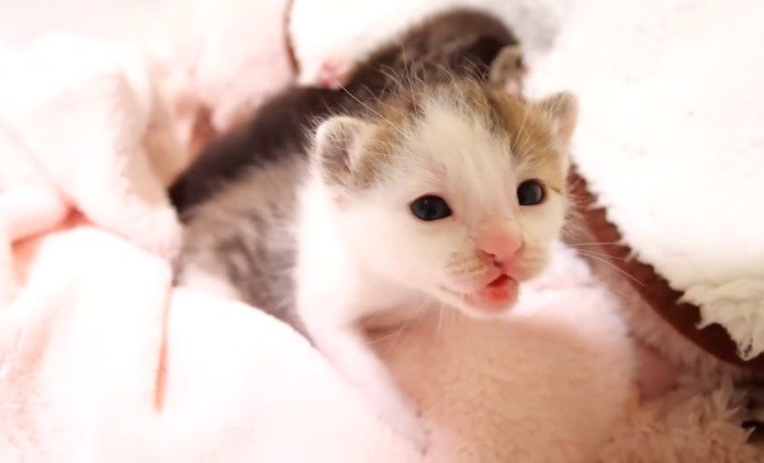 お腹が空いた子猫