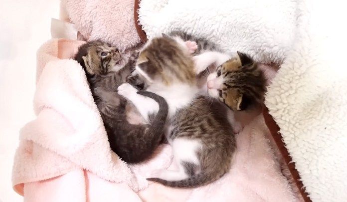 寝床で遊ぶ子猫達