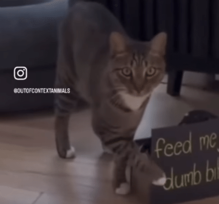 猫から伝えたいメッセージが 笑 飼い主さんにアピールしてみたよ。