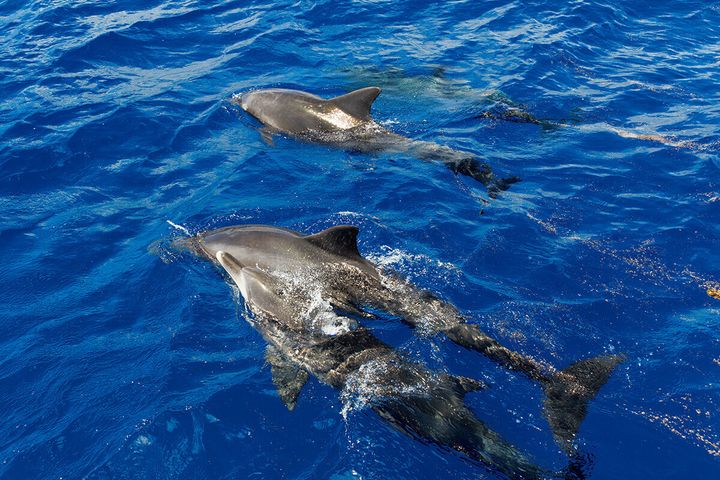 ハシナガイルカ