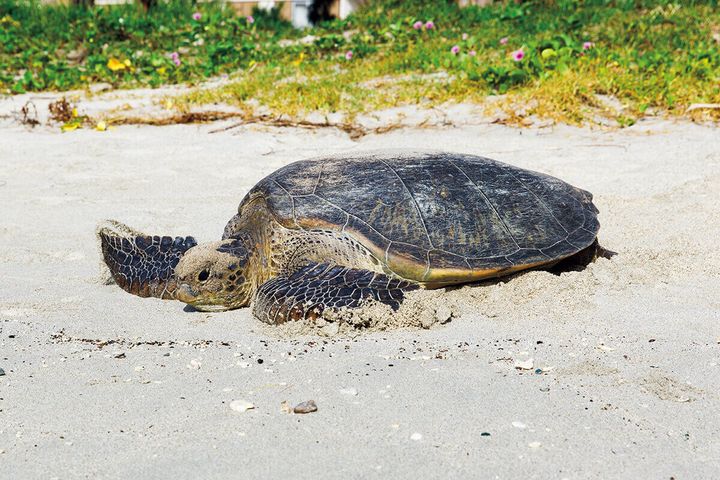 アオウミガメ