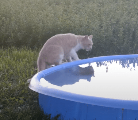 お庭に大きなプールを置いたら、たくさんの野生動物が登場！