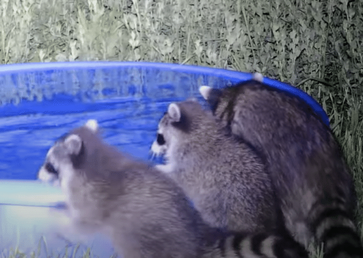 お庭に大きなプールを置いたら、たくさんの野生動物が登場！