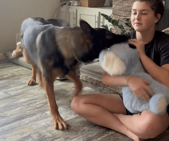 「1つ貸して？」 「ダメ！」 ぬいぐるみは1つも渡したくない犬さん。