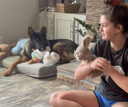 「1つ貸して？」 「ダメ！」 ぬいぐるみは1つも渡したくない犬さん。