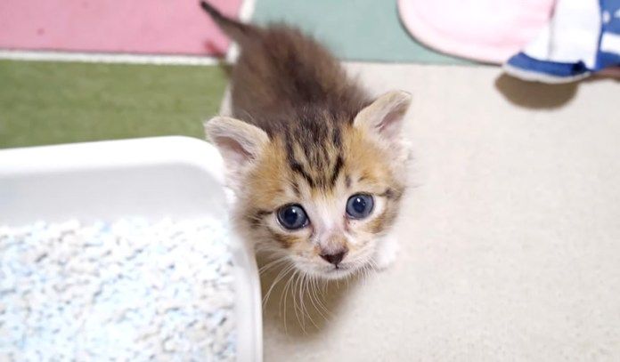 甘えにくる子猫