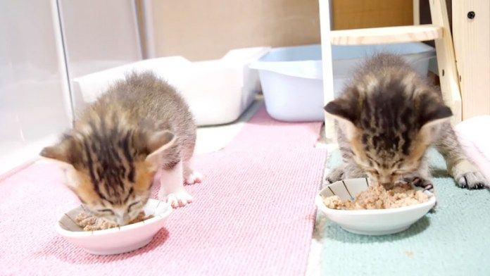 ご飯を食べる子猫達