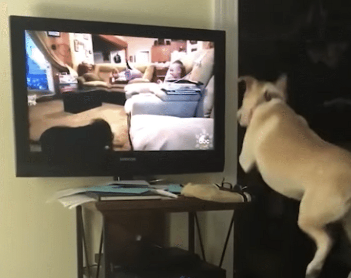 テレビの中に入ってみたい！ 夢のようなことを考える犬さん。