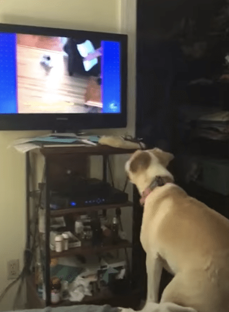 テレビの中に入ってみたい！ 夢のようなことを考える犬さん。