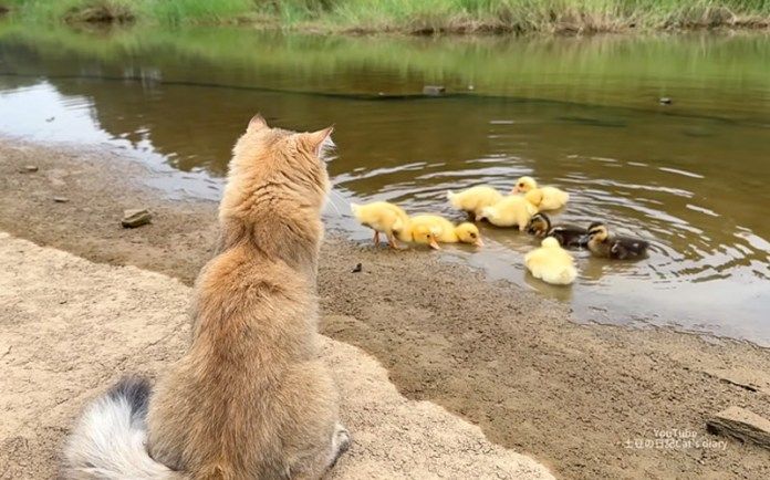 アヒルのヒナを見守る子猫