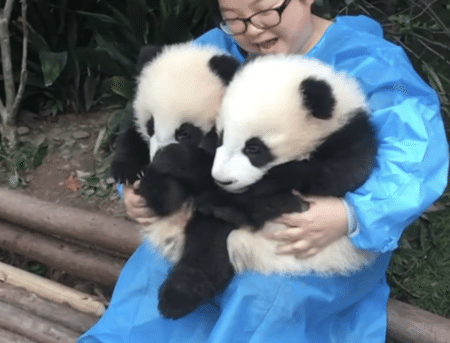 ずるい！一緒に抱っこして！ 両手に甘えん坊の子パンダ♡