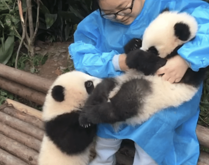 ずるい！一緒に抱っこして！ 両手に甘えん坊の子パンダ♡