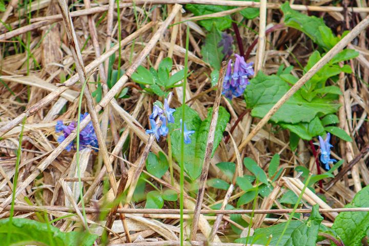 エゾエンゴサク