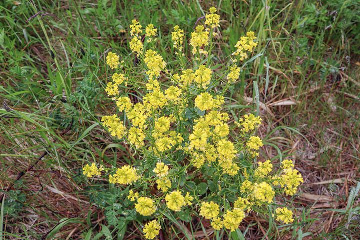 ハルザキヤマガラシ