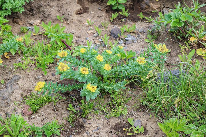 イワベンケイソウ