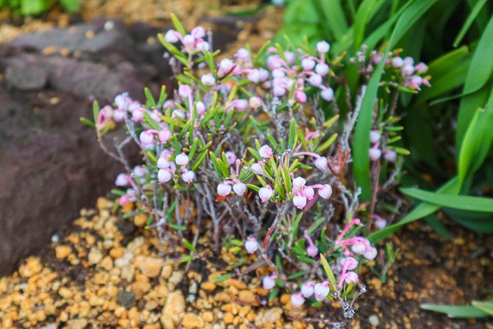 ヒメシャクナゲ