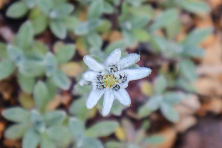 エゾウスユキソウ