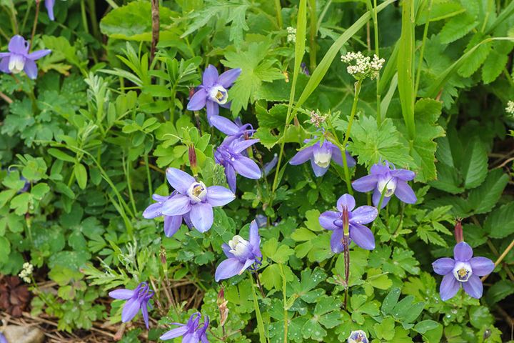 ミヤマオダマキ（レブンオダマキ）