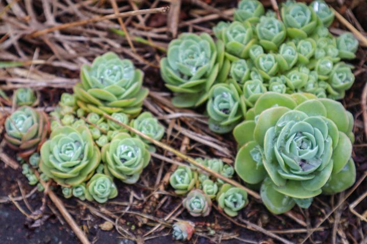 レブンイワレンゲ