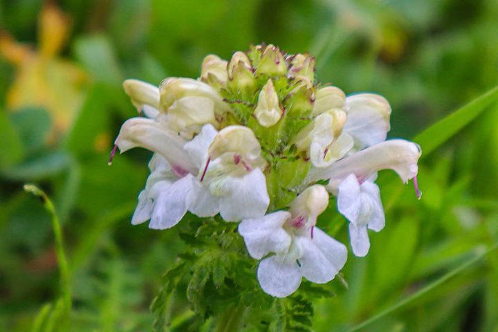 ネムロシオガマ