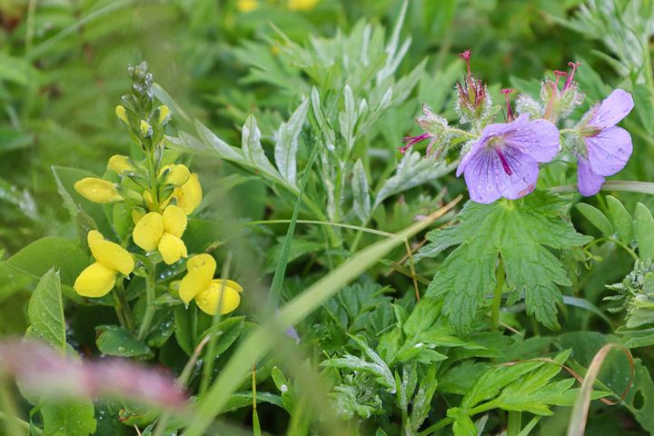 チシマフウロソウとセンダイハギ