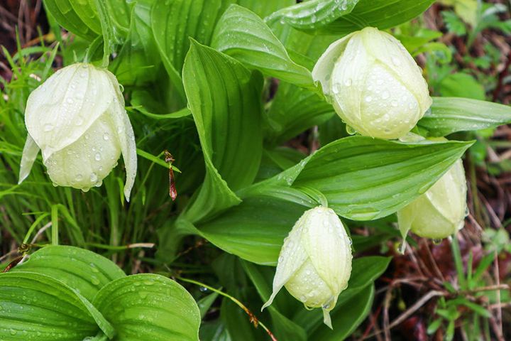 レブンアツモリソウ