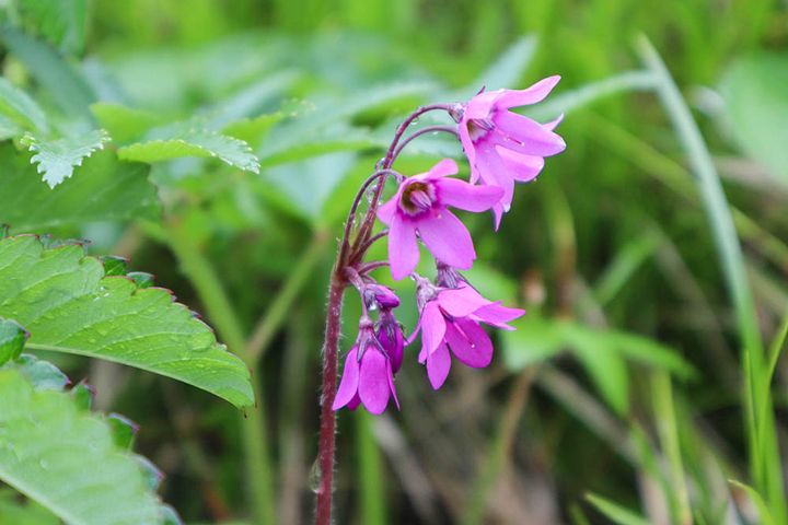 サクラソウモドキ