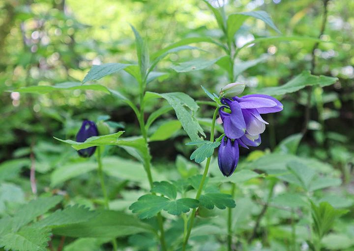 利尻・礼文の花