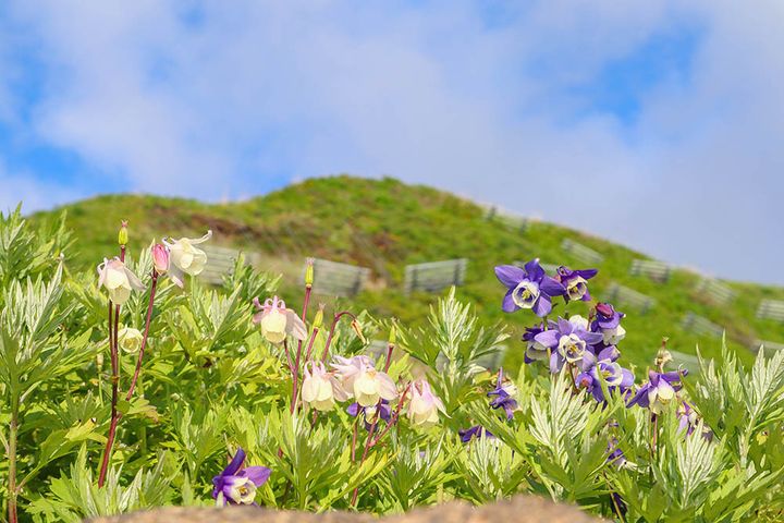 利尻・礼文の花