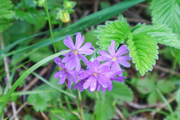 レブンコザクラ
