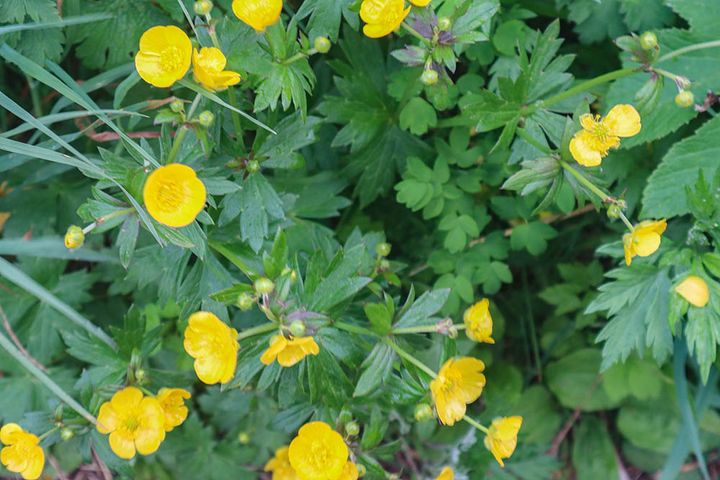 ミヤマキンポウゲ