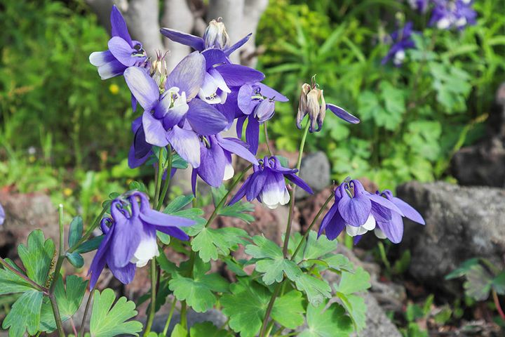 ミヤマオダマキ