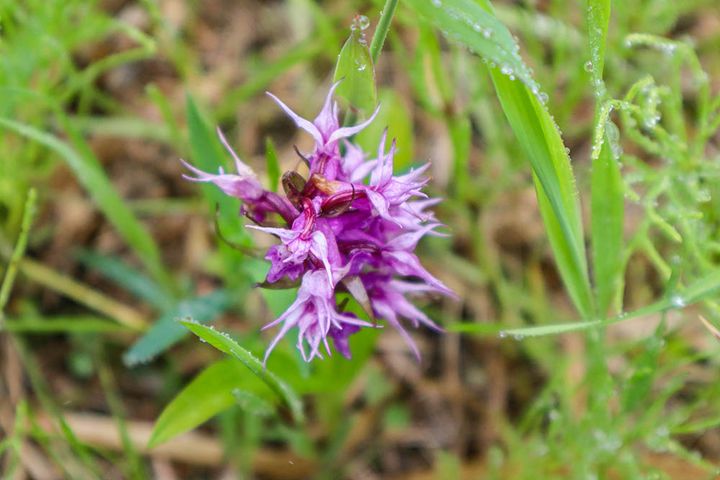 ハクサンチドリ