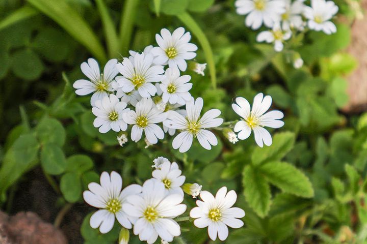 エゾタカネツメクサ