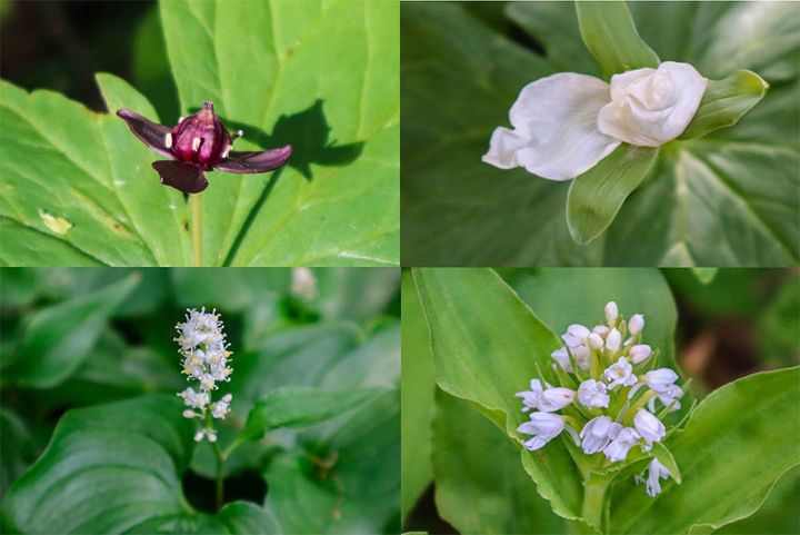 エンレイソウ、シロバナエンレイソウ、ノビネチドリ、マイズルソウ。